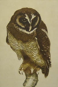Brown Wood Owl